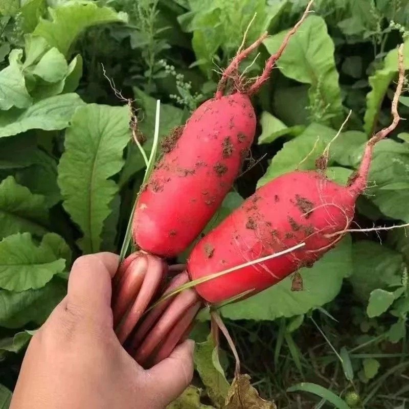 新鲜红皮萝卜9斤装红皮白心萝卜脆嫩腌制泡菜专用时令蔬菜包邮,淘宝优惠券,粉丝福利购,淘宝优惠卷
