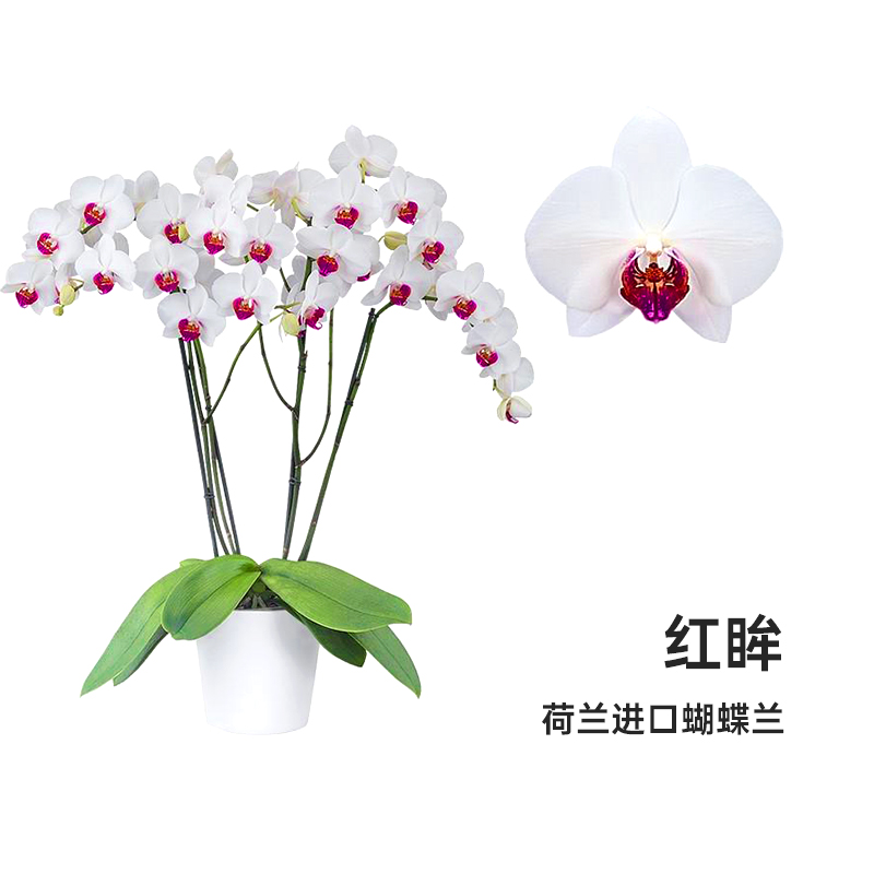 金色池塘【红眸】蝴蝶兰盆栽带花客厅花卉开业乔迁鲜花节日礼物-图3