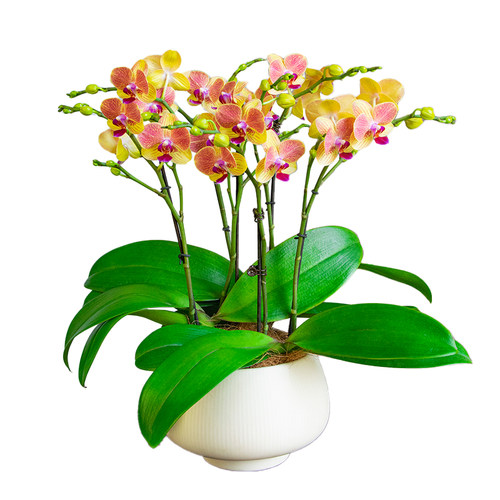 金色池塘欧苗蝴蝶兰盆栽带花带花苞室内花卉开业乔迁鲜花节日礼物 - 图3