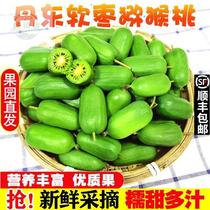 Dandong Soft date macaque Peach Round Dates Fresh Fruit Northeast Soft Dates Seeds Small Fresh Fruits Exotic Berry Fruits Kiwi Fruit Goodies
