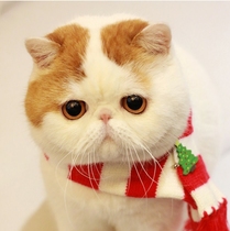 Gaffy cat cub pure breed large face cat Persian cat exotic short hairy cat pet kitty big bag face living cat house