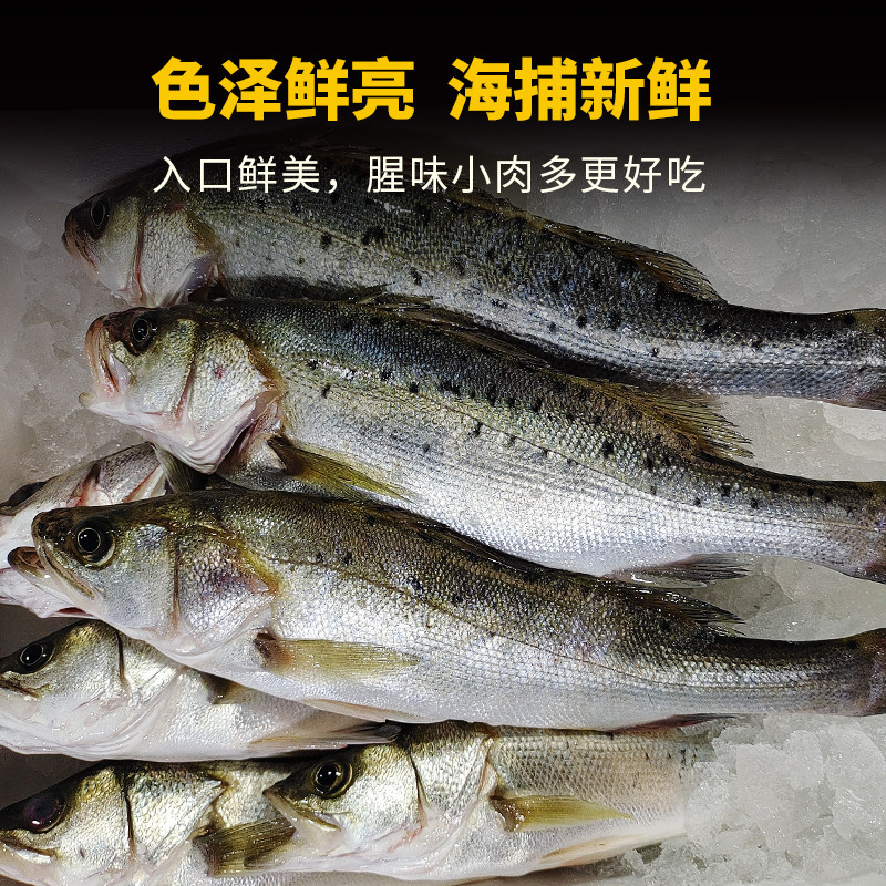 海鲈鱼新鲜冷冻海鲜3斤3条七星鲈鱼海鲜水产鱼类,淘宝优惠券,粉丝福利购,淘宝优惠卷