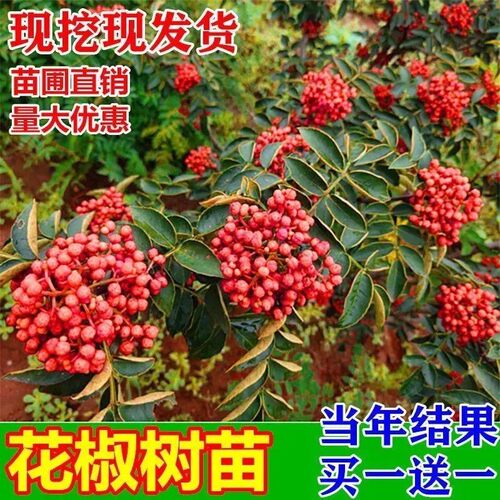 花椒树苗大红袍花椒苗麻椒盆栽地栽耐寒耐旱南方北方种植当年结果 - 图0
