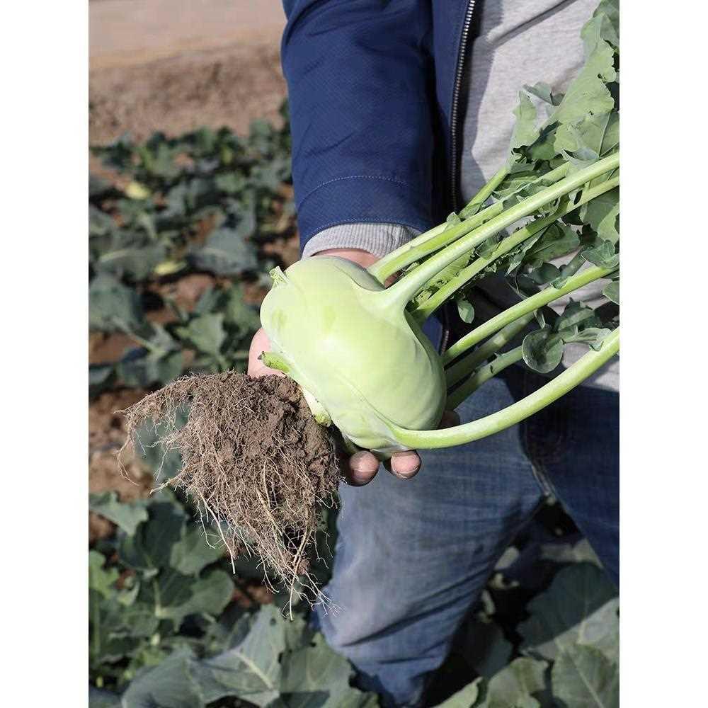 蔬菜种子农科院苤蓝水果种子有机皮良种菜球苤翠玉四季兰兰蔬菜青