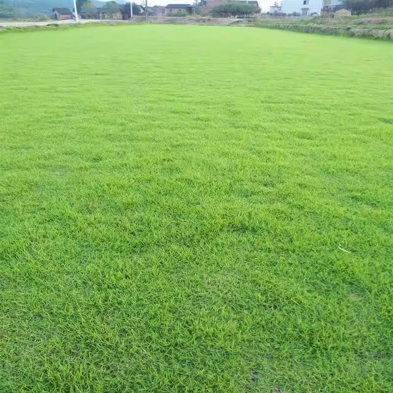 高档草坪种子日本结缕草中华结缕草草籽细叶草种子沟叶结缕草草籽 - 图2