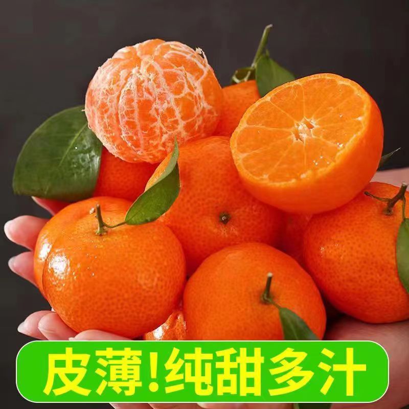 正宗广西金秋砂糖橘砂糖桔新鲜现摘当季水果无籽纯甜无核蜜桔包邮