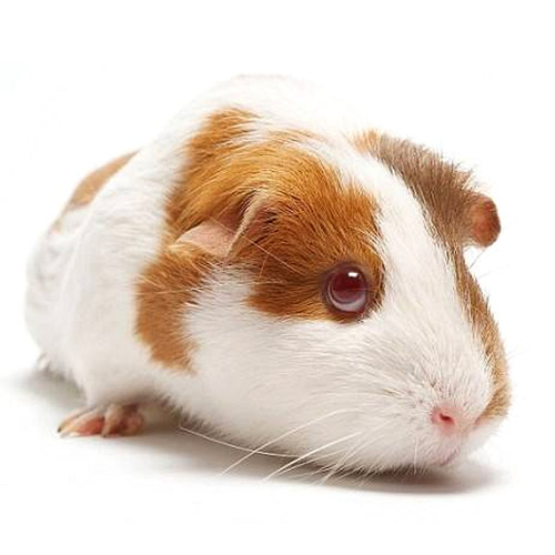 荷兰猪公仔活物已打疫苗温顺宠物豚鼠活体天竺鼠活物小宠物兔子-图0