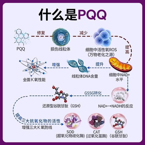 倍能适 还原型辅酶q10pqq线粒体补充剂pqq细胞营养素20mg官方正品 - 图0