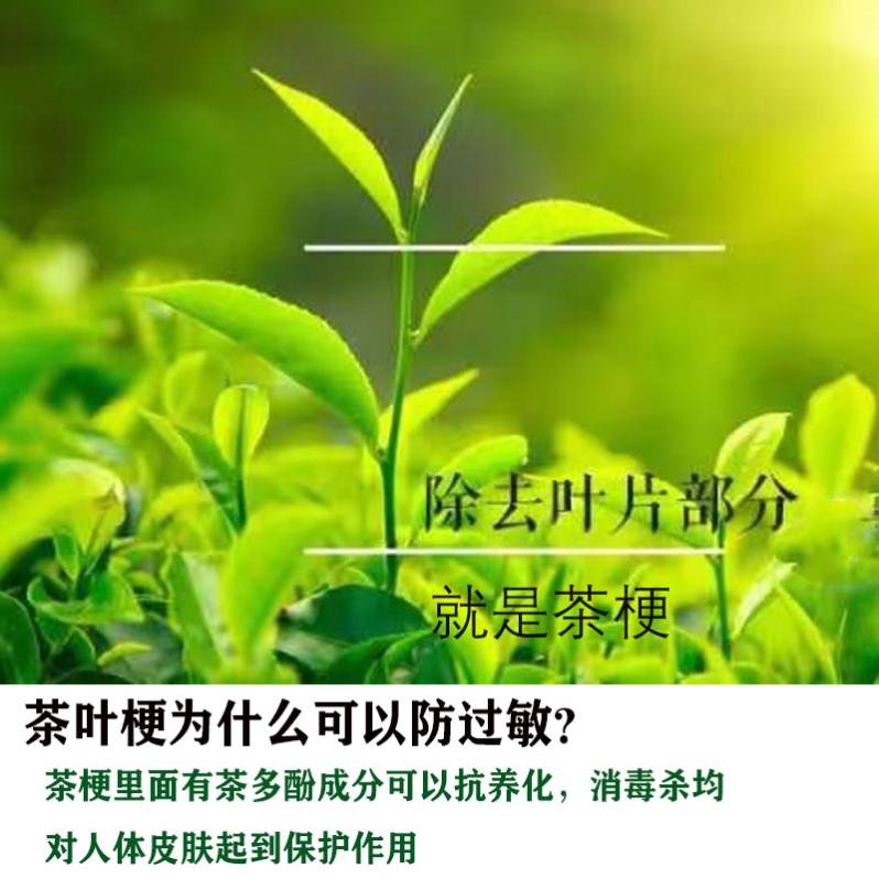 I养耳洞消炎棒茶叶棍耳针耳钉隐形不用摘消毒棒耳棒防发炎防堵 - 图1