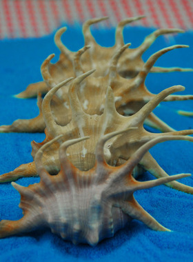 天然大海螺贝壳11-13cm七角蜘蛛螺地台鱼缸饰品婚庆家居摆件礼物