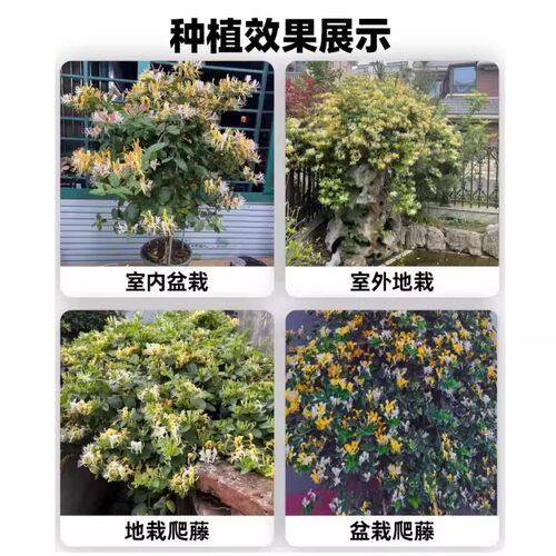 可食用金银花树苗浓香花卉盆栽阳台庭院四季爬藤植物老桩带花苞 - 图3