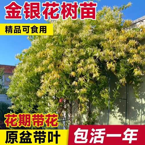 可食用金银花树苗浓香花卉盆栽阳台庭院四季爬藤植物老桩带花苞 - 图1
