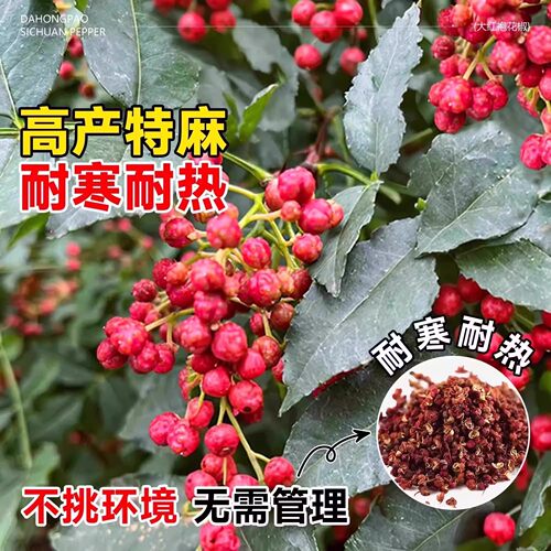 特大红袍花椒苗树小苗批发南北方种植老品种麻椒当年结果花椒树苗 - 图1
