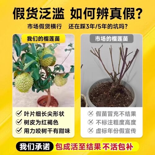金枕榴莲树果苗南北方种植猫山王耐寒嫁接盆栽地栽广西正宗果树苗 - 图1