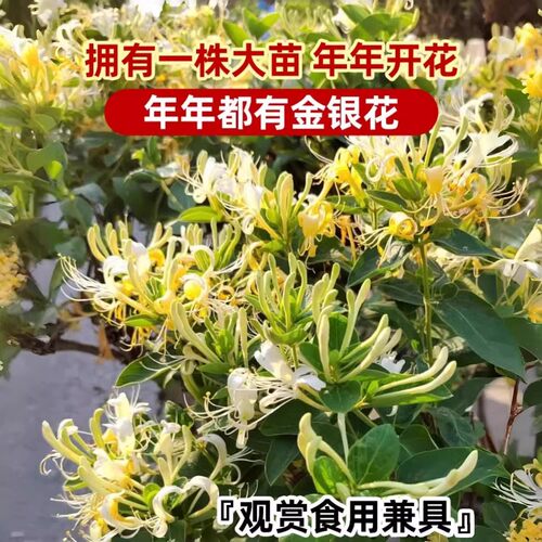 可食用金银花树苗浓香花卉盆栽阳台庭院四季爬藤植物老桩带花苞 - 图0