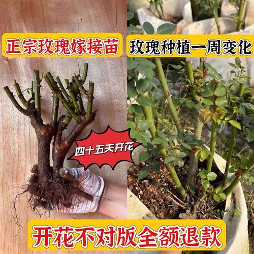 玫瑰花树苗老桩月季花苗灌木大花盆栽室内外开大花苞浓香老根阳台 - 图2