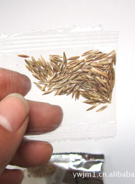负离子植物盆栽水培植物草娃娃心形草爱情岩石彩叶小铜钱草种