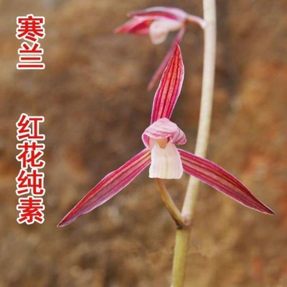 带花苞寒兰新品色花【红花纯素】浓香老品种兰花室内外花卉大全 - 图0