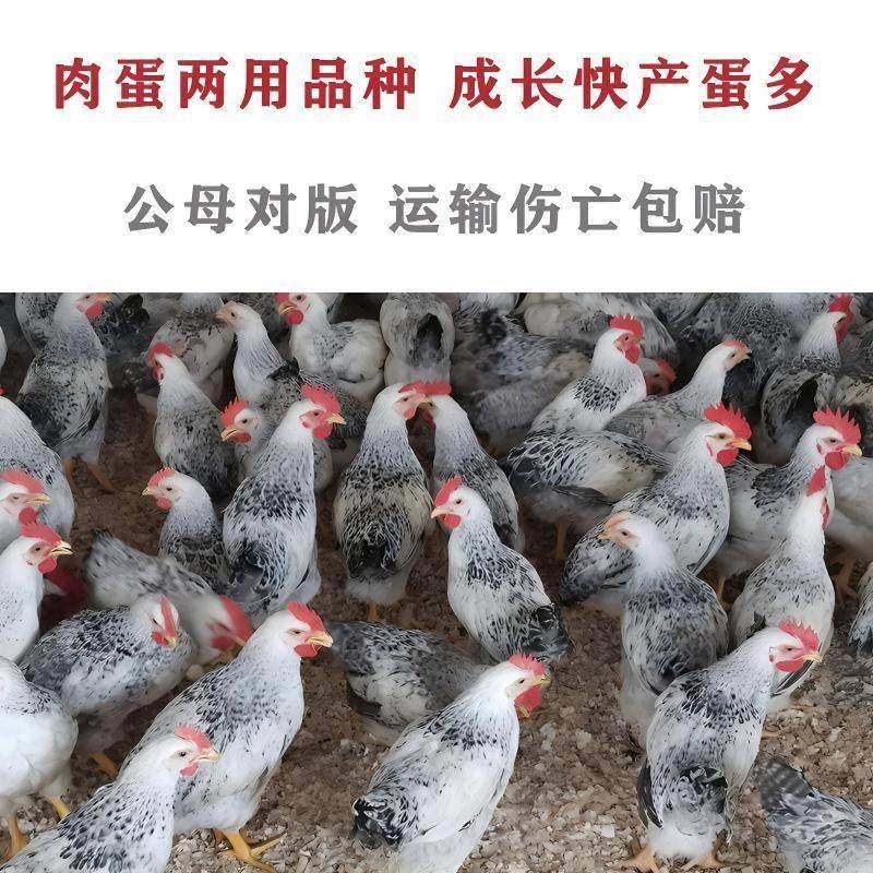 纯种鹊山鸡小鸡活苗绿壳蛋鸡白芦花活体脱温苗小鸡母鸡苗活体鸡苗,淘宝优惠券,粉丝福利购,淘宝优惠卷