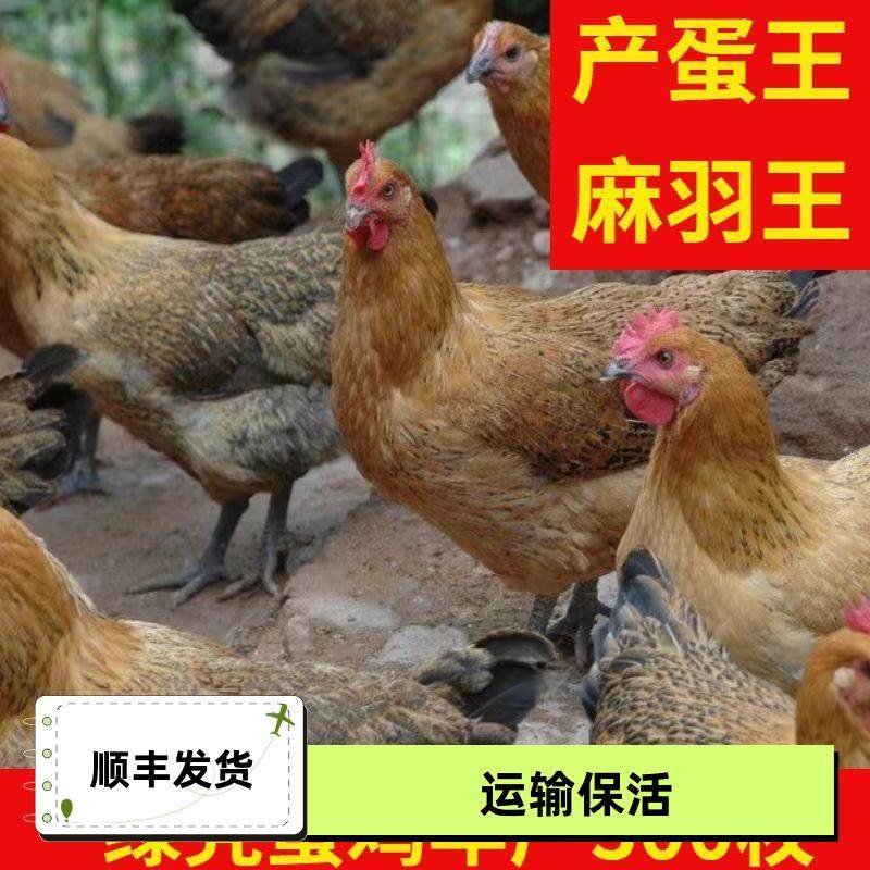 1.5斤麻羽鸡产蛋王2斤鸡活苗正宗农家散养半大绿壳蛋母鸡土鸡小鸡,淘宝优惠券,粉丝福利购,淘宝优惠卷