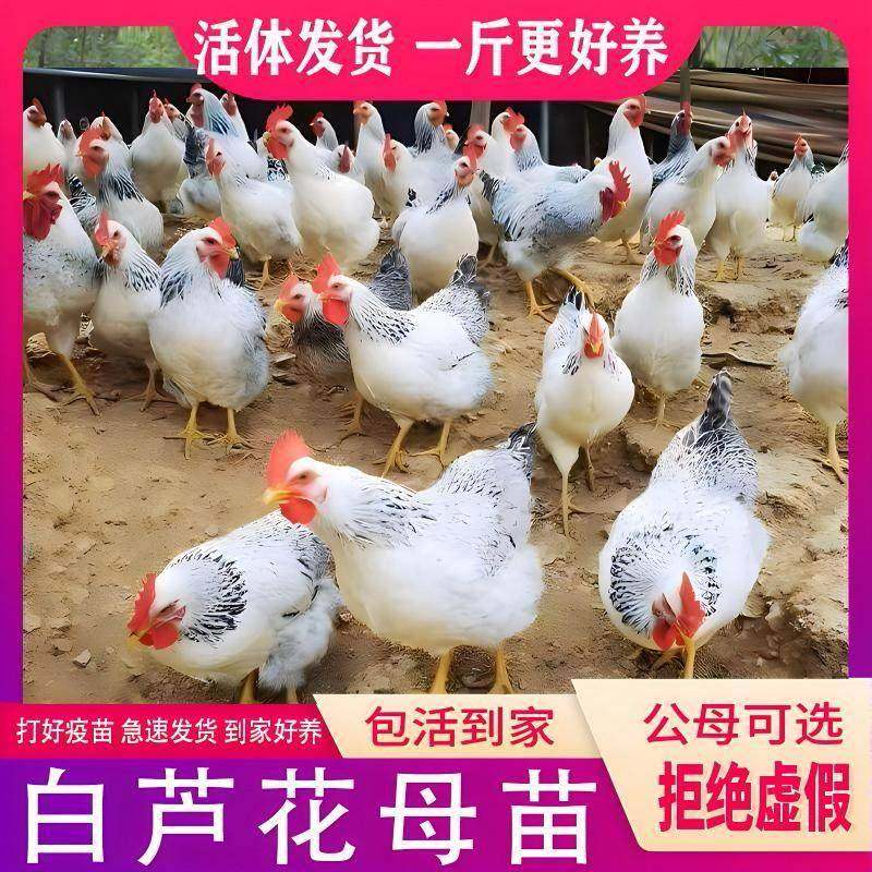 纯种鹊山鸡小鸡活苗绿壳蛋鸡白芦花活体脱温苗小鸡母鸡苗活体鸡苗,淘宝优惠券,粉丝福利购,淘宝优惠卷