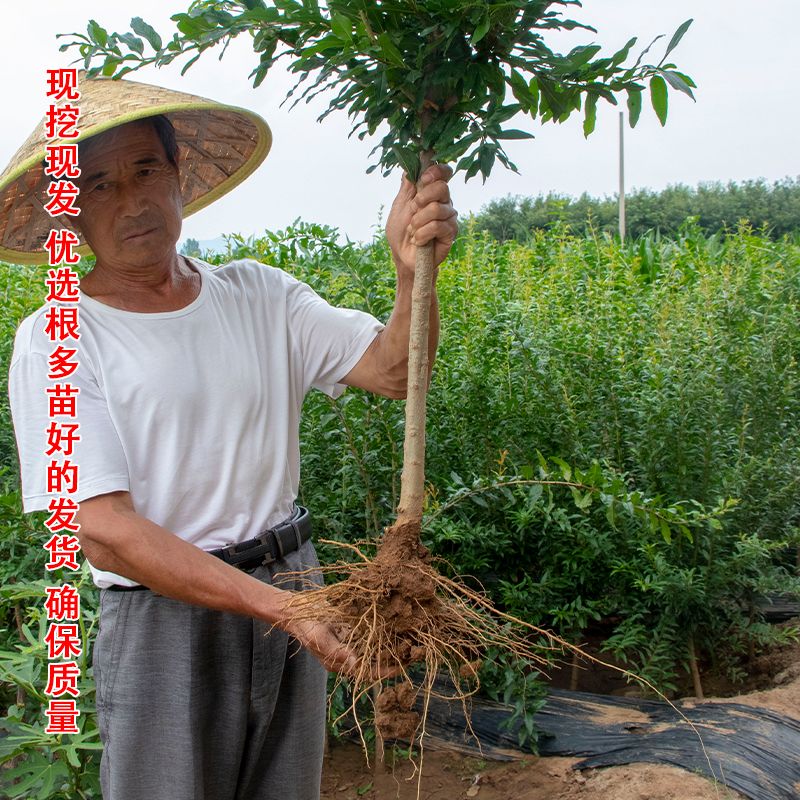 石榴树树苗庭院带土盆栽特大突尼斯软籽无籽南方北方地栽当年结果 - 图1