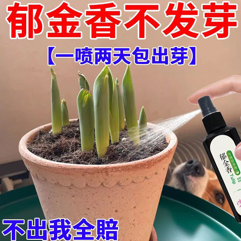 【专用】郁金香专用营养液水培种球发芽生根开花延长花期催花保花 - 图0