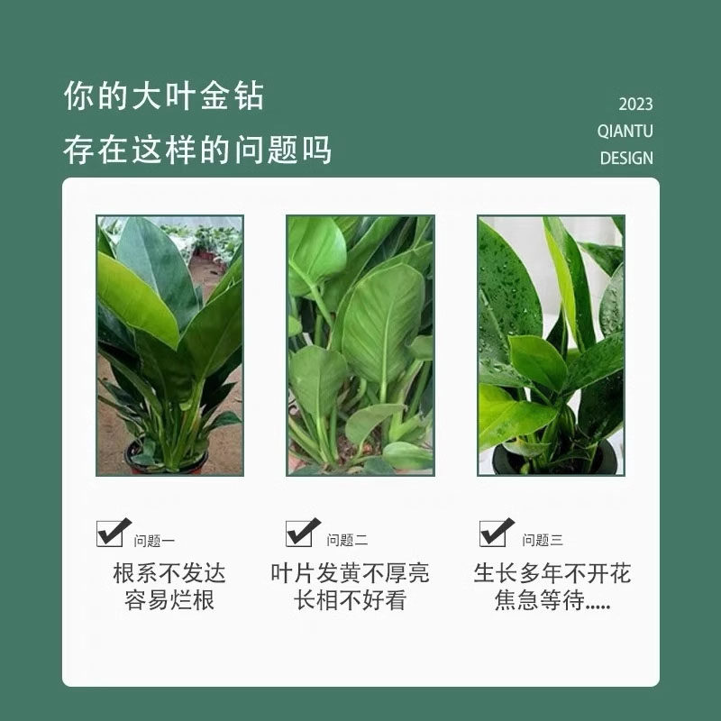 金钻营养液免稀释绿植通用大叶金钻专用肥料绿叶壮苗促生长,淘宝优惠券,粉丝福利购,淘宝优惠卷