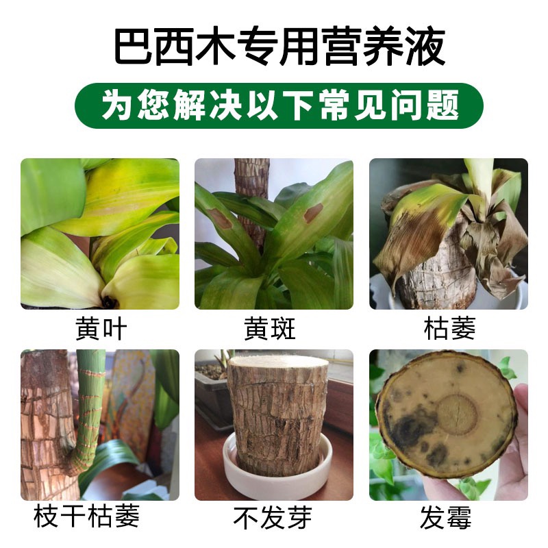 免稀释巴西木专用营养液家用花卉盆栽植物液体肥室内花肥料幸运木 - 图3