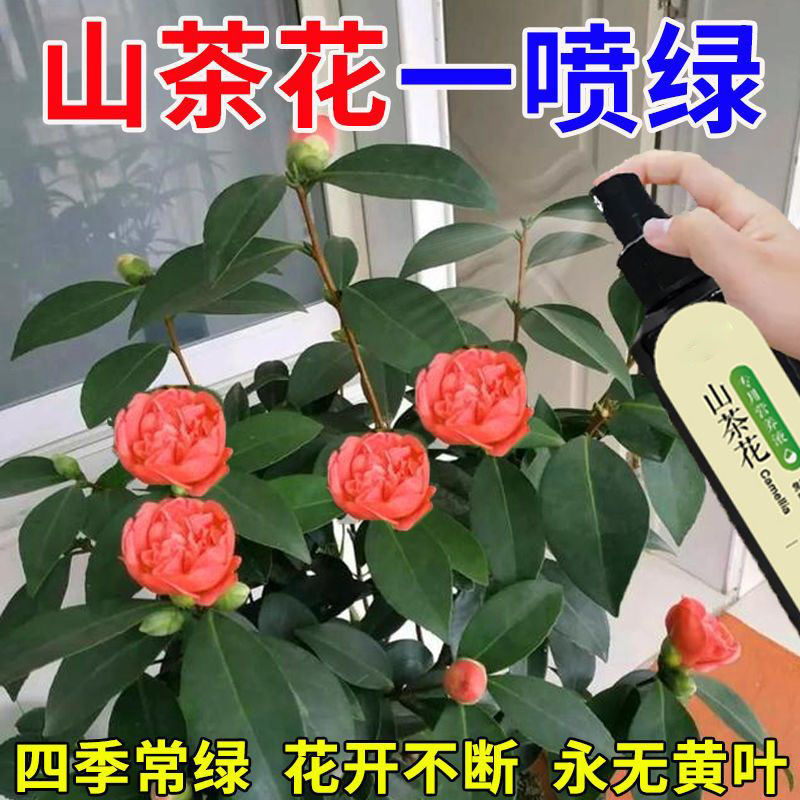 【一喷就开】山茶花专用肥催花促花花多多营养液防黄叶掉花苞干尖,淘宝优惠券,粉丝福利购,淘宝优惠卷