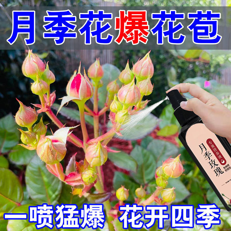 月月开花月季玫瑰专用营养液防黄叶不开花催花爆花发新芽专用肥-图0