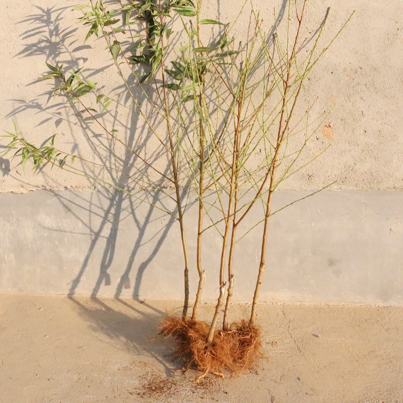 特大巨型红肉血桃苗早熟晚熟桃子苗嫁接桃树苗南北方种植当年结果,淘宝优惠券,粉丝福利购,淘宝优惠卷