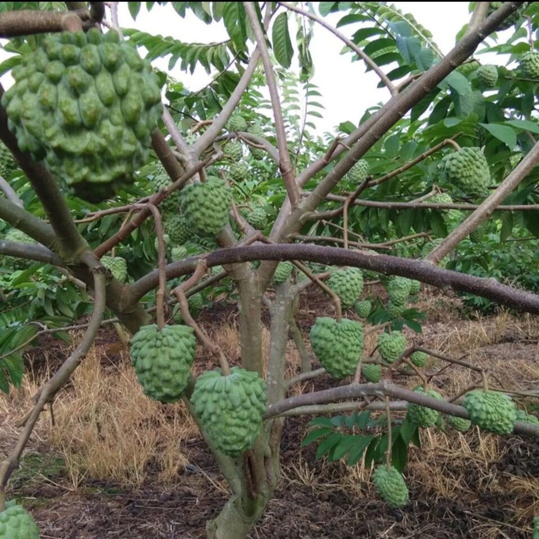 释迦果苗嫁接台湾凤梨释迦AP释迦番荔枝佛陀果苗南方种植释迦树苗-图3