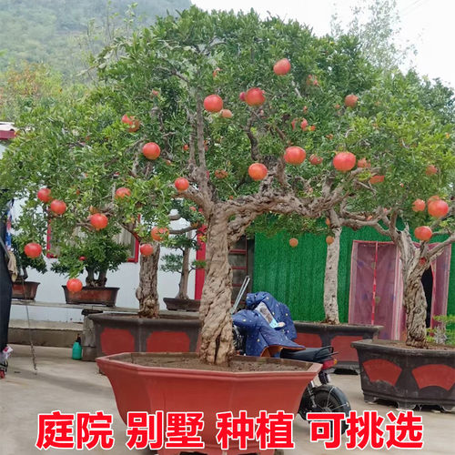 石榴树树苗突尼斯软籽盆栽地栽庭院果树南北方种植特大石榴果树苗 - 图2