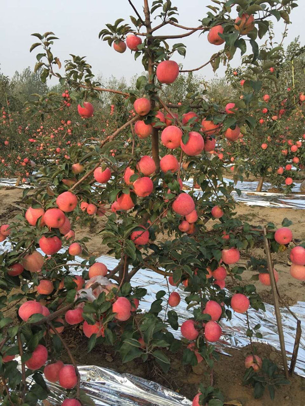 烟台苹果树苗新品种红富士特大冰糖心红肉南北方种植地栽当年结果 - 图1