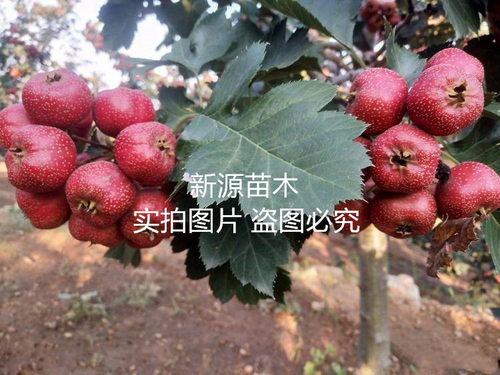 嫁接美国巨型山楂树苗晚熟特大果无籽甜山楂苗南北方当年结果树苗 - 图2
