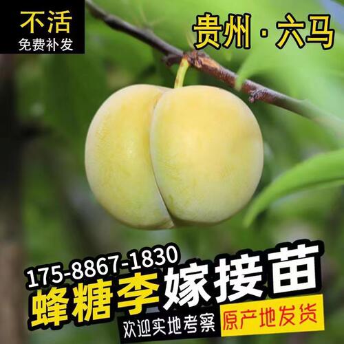 正宗蜂糖李子树苗贵州源产地嫁接苗六马蜂蜜李子盆栽种植苗青脆李 - 图0