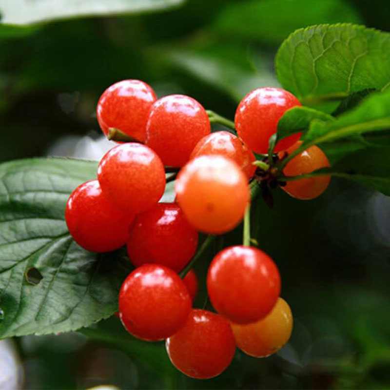 嫁接樱桃中国土樱桃苗黄美小樱桃树苖蜜甜老品种盆栽地栽当年结果,淘宝优惠券,粉丝福利购,淘宝优惠卷