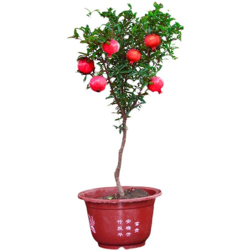 石榴树树苗突尼斯软籽石榴特大庭院果树南方北方盆栽地栽石榴果苗 - 图3