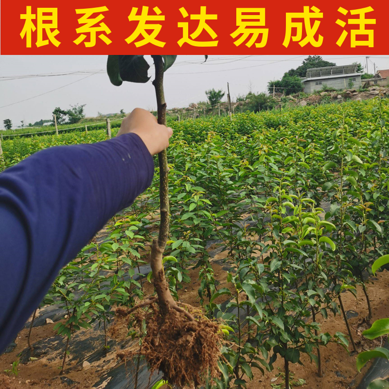 香妃海棠果树南北方庭院地栽鸡心果盆栽嫁接耐寒矮化活苗当年结果 - 图3