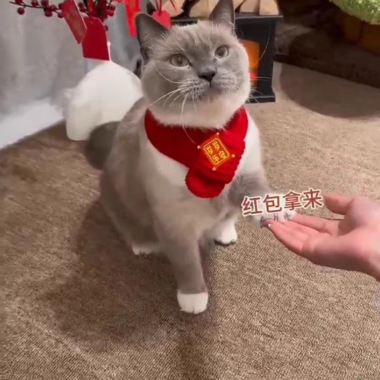 猫咪围脖小狗可爱项圈毛线宠物围巾围兜狗狗保暖配饰红色喜庆新年,淘宝优惠券,粉丝福利购,淘宝优惠卷