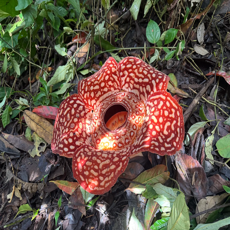 初海 马来西亚旅游 沙巴亚庇大王花基地一日游 可搭配kawa红树林 - 图0