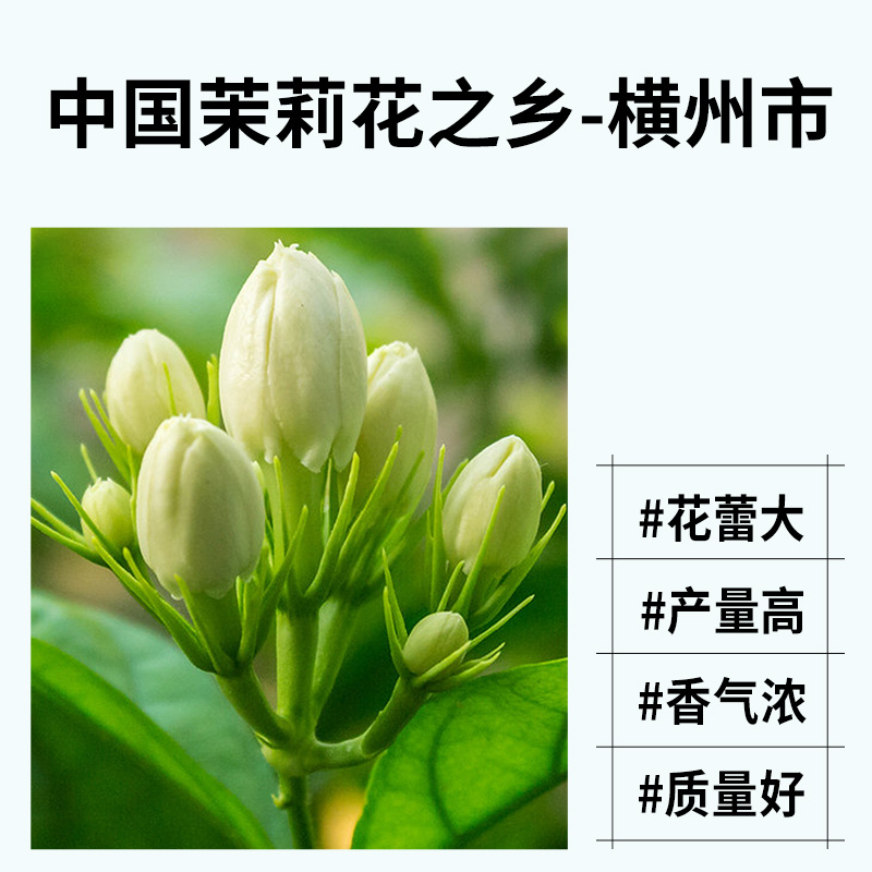 李陌茶茉莉飘雪2024年新绿茶横州七窨茉莉花茶冷泡端午里礼盒装 - 图1