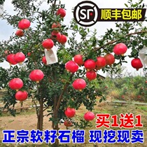 Pomegranate tree sapling Tunisian soft seed pomegranate miao patio fruit tree extra-large with seedless sweet pomegranate saplings