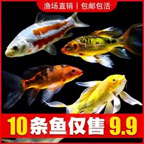 Goldfish ornamental fish cold water fish dragon cockerel golden carp Miao large red grass pure breed small red and white gold live fish small fish