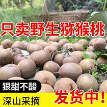Wild kiwi fruit fresh and now found in Hunan Fragrant Sweet Little Chic Exotic Fruits season fruit Bubble 5 catties