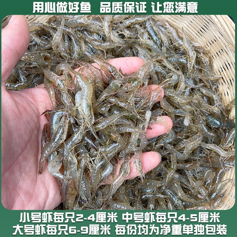 微山湖新鲜淡水小河虾鲜活的速冻大青虾草虾鱼食醉虾土虾生鲜顺丰,淘宝优惠券,粉丝福利购,淘宝优惠卷