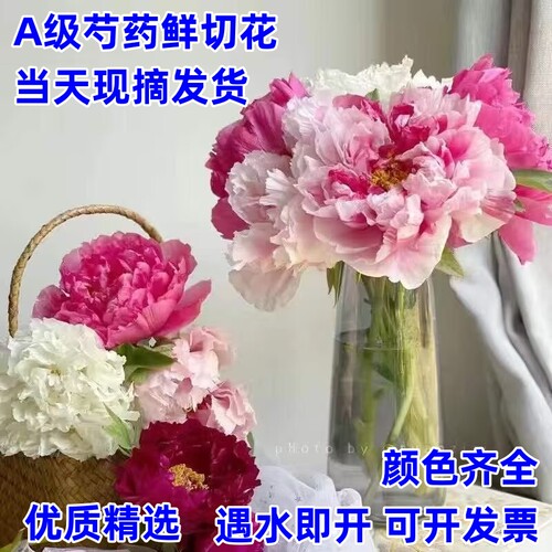 山东菏泽芍药鲜切花基地直销节日礼品装浓香插花牡丹玫瑰大花婚庆 - 图0