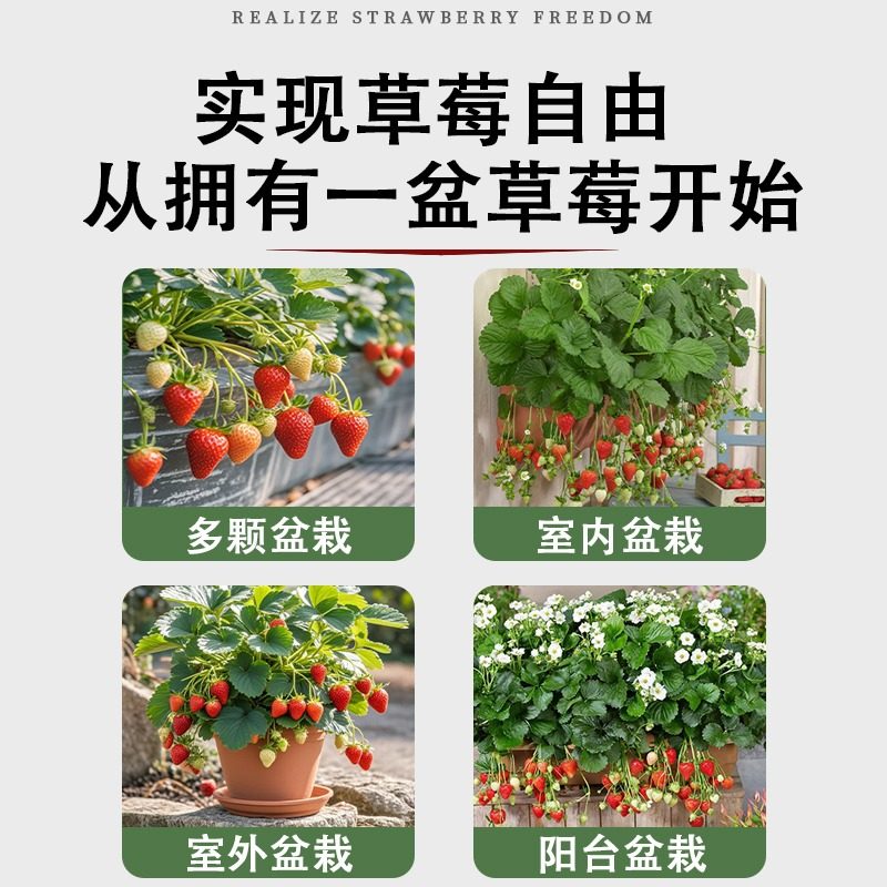 草莓苗秧四季结果盆栽种子穴盘苗奶油特大号优质玄玉红颜隋珠,淘宝优惠券,粉丝福利购,淘宝优惠卷
