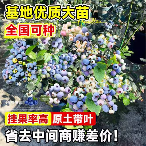 蓝莓树果苗盆栽蓝梅苗特大号带果室内阳台地栽耐寒南北方四季结果 - 图0